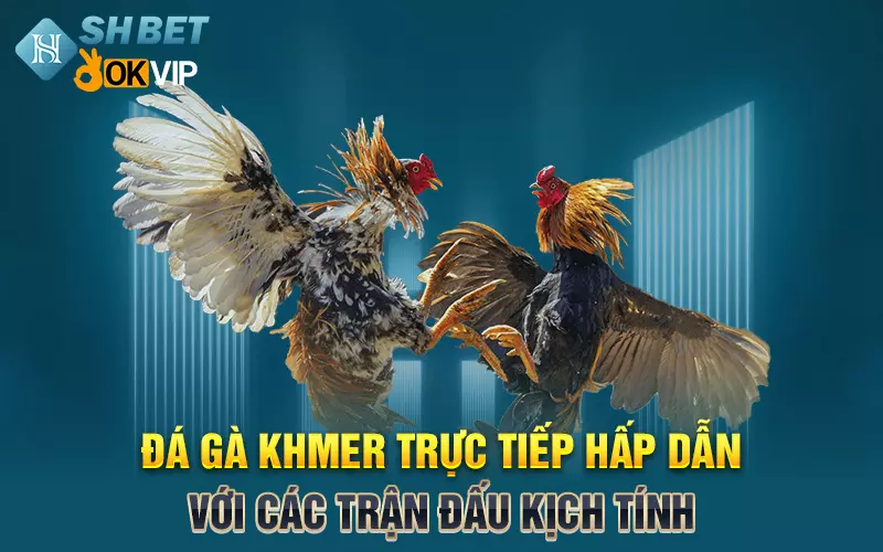 Đá gà Khmer trực tiếp hấp dẫn với các trận đấu kịch tính