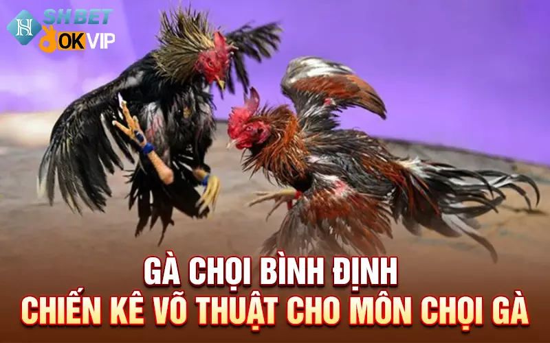 Gà chọi Bình Định - Chiến kê võ thuật cho môn chọi gà