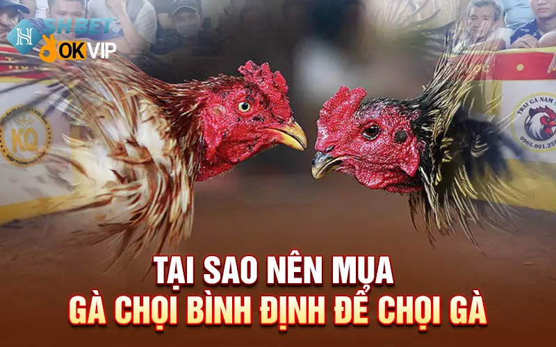 Tại sao nên mua gà chọi Bình Định để chọi gà